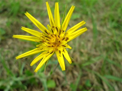Orientalischer Bocksbart (Tragopogon orientalis) in Kennfus