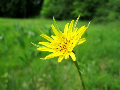 Wiesen-Bocksbart (Tragopogon pratensis) im Naturschutzgebiet „Wusterhang“ oberhalb von Fechingen