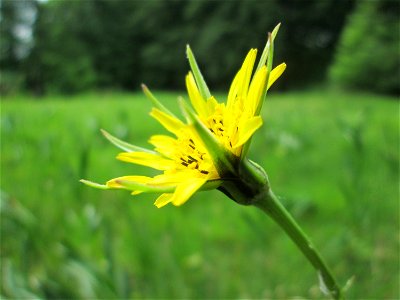 Wiesen-Bocksbart (Tragopogon pratensis) im Naturschutzgebiet „Wusterhang“ oberhalb von Fechingen