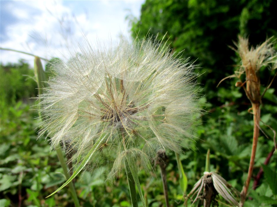 Wiesen-Bocksbart (Tragopogon pratensis) auf einer Brachfläche der Halberger Hütte in Brebach