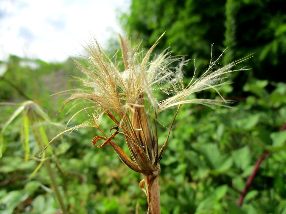 Wiesen-Bocksbart (Tragopogon pratensis) auf einer Brachfläche der Halberger Hütte in Brebach