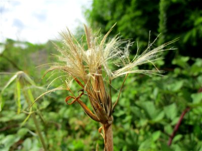 Wiesen-Bocksbart (Tragopogon pratensis) auf einer Brachfläche der Halberger Hütte in Brebach