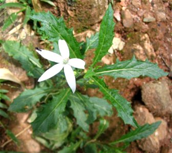 Laurentia longiflora,  syn. Hippotoma longiflora, Isotoma longiflora

Bukit Nanas Forest Reserve garden, Kuala Lumpur, Malaisie