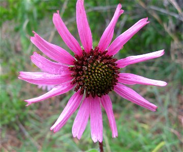 Echinacea tennesseensis, Couchville Cedar Glade, Davidson County, Tennessee.