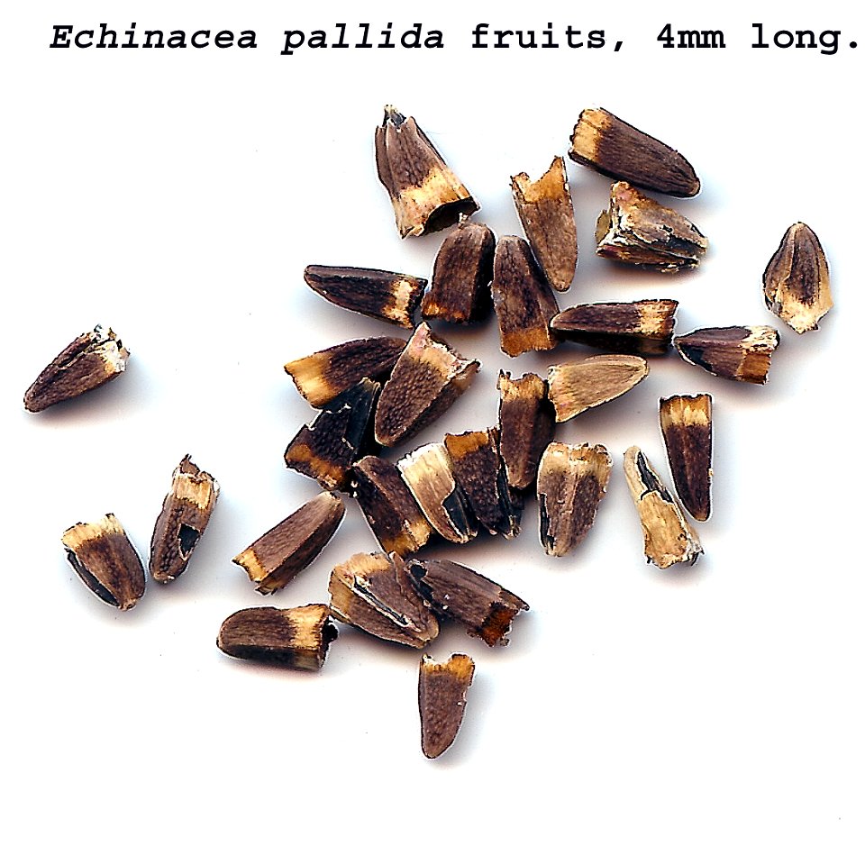 Echinacea pallida fruits, taken by Paul Henjum.  Own work.