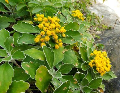 Chrysanthemum pacificum, growing on ocean cliffs to the east of Miyagawa Bay. City of Miura, Kanagawa Prefecture, Japan.