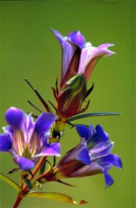 Image title: Dark blue and pink prairie gentian flower solidago nemoralis Image from Public domain images website, http://www.public-domain-image.com/full-image/flora-plants-public-domain-images-pictu photo