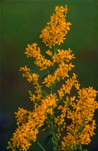 Image title: Gray goldenrod solidago nemoralis
Image from Public domain images website, http://www.public-domain-image.com/full-image/flora-plants-public-domain-images-pictures/flowers-public-domain-i