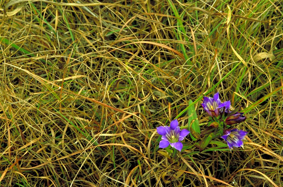 Image title: Prairie gentian solidago nemoralis purple blossoms growing in curly grass
Image from Public domain images website, http://www.public-domain-image.com/full-image/flora-plants-public-domain