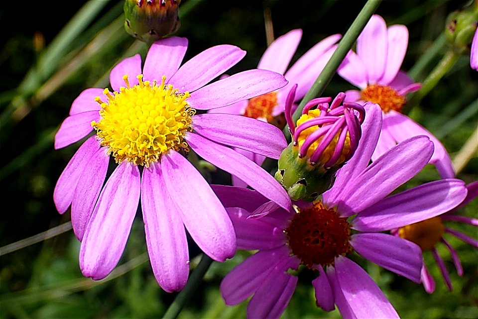 Red-purple Ragwort (Senecio elegans)