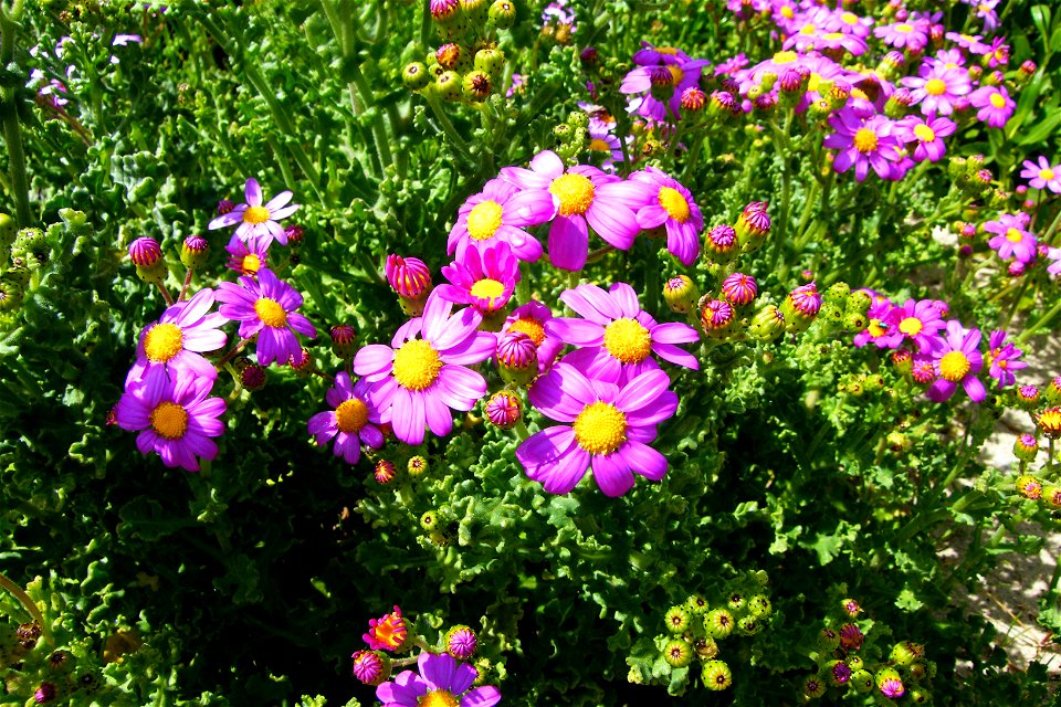 Veld cineraria