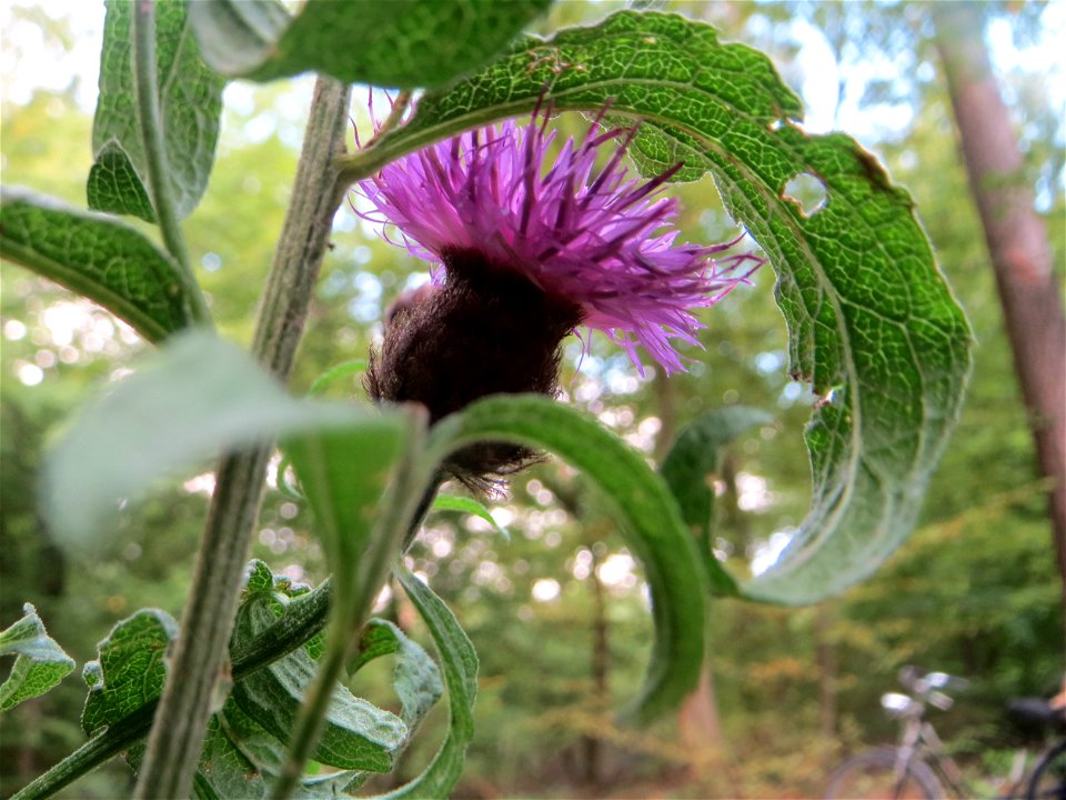 Schwarze Flockenblume (Centaurea nigra) in der Schwetzinger Hardt