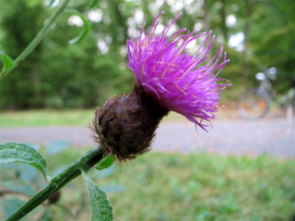 Schwarze Flockenblume (Centaurea nigra) in der Schwetzinger Hardt