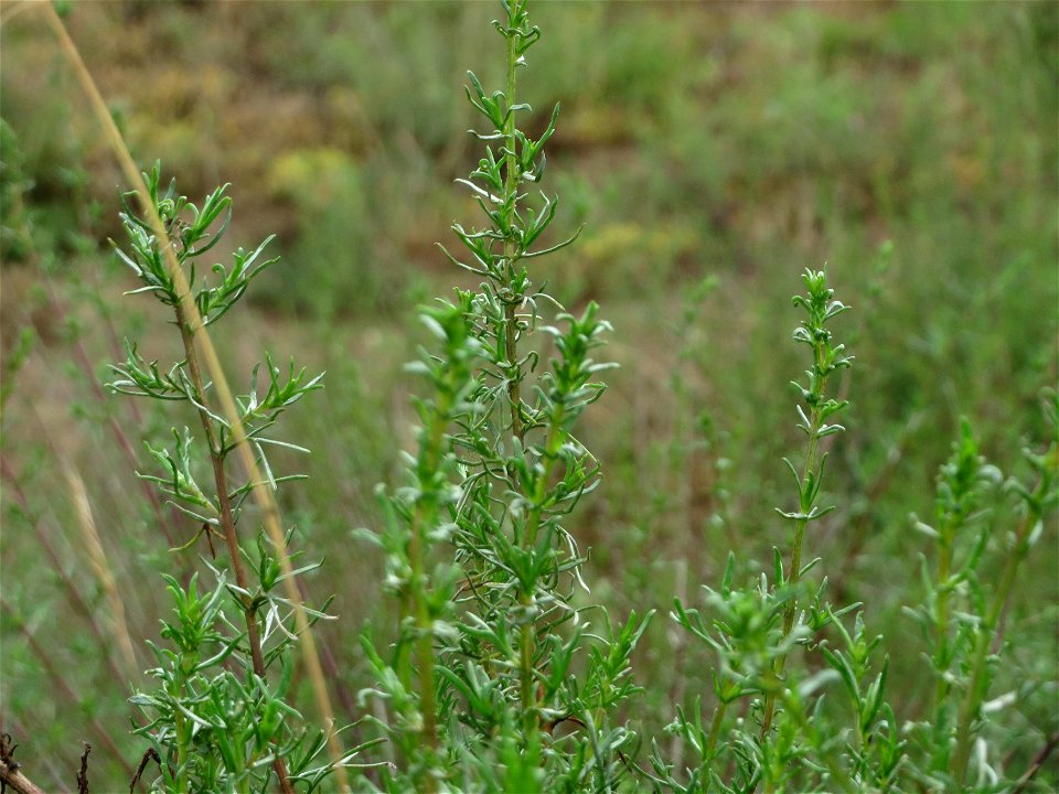 Feld-Beifuß (Artemisia campestris) im Naturschutzgebiet Gewann Frankreich-Wiesental