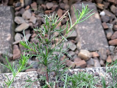 Feld-Beifuß (Artemisia campestris) am Bahnhof Wiesental