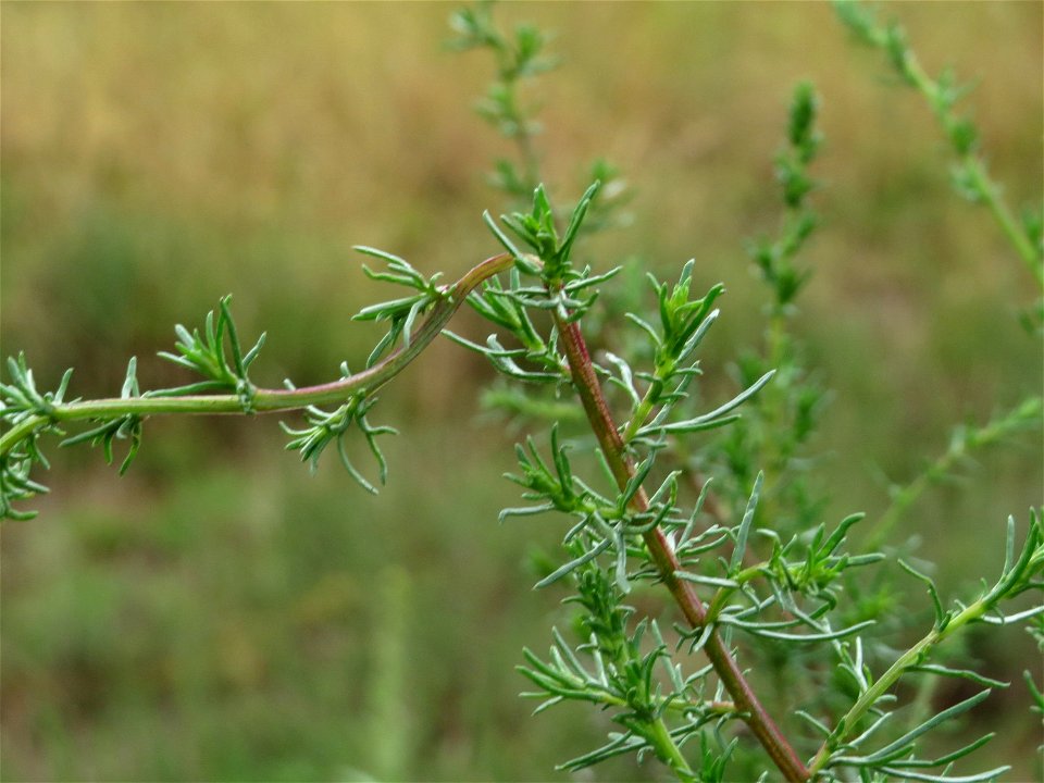 Feld-Beifuß (Artemisia campestris) im Naturschutzgebiet Gewann Frankreich-Wiesental