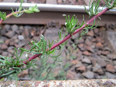 Feld-Beifuß (Artemisia campestris) am Bahnhof Wiesental