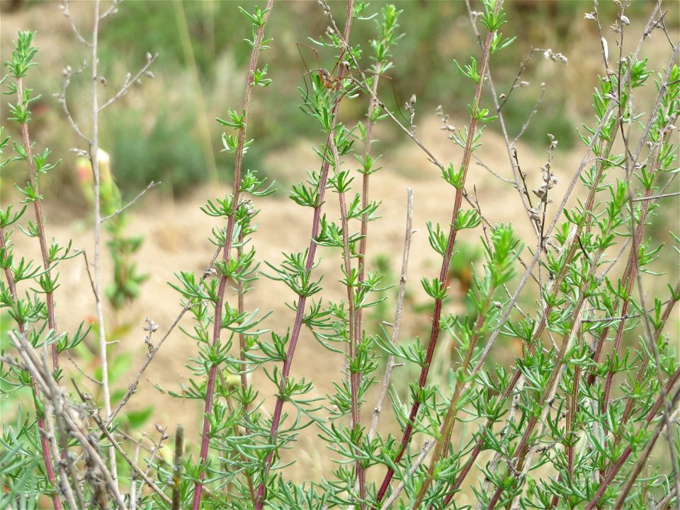 Feld-Beifuß (Artemisia campestris) im Naturschutzgebiet Gewann Frankreich-Wiesental