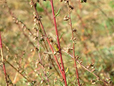 Feld-Beifuß (Artemisia campestris) bei Oftersheim