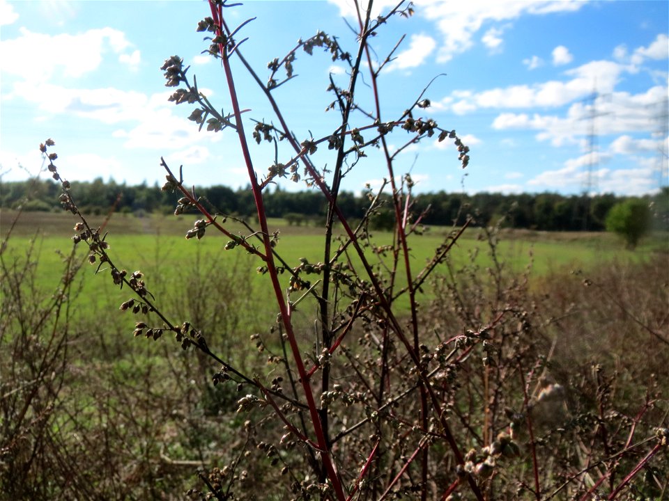 Feld-Beifuß (Artemisia campestris) im Naturschutzgebiet Gewann Frankreich-Wiesental