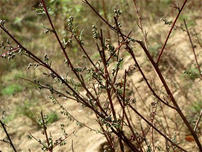 Feld-Beifuß (Artemisia campestris) im Naturschutzgebiet Gewann Frankreich-Wiesental
