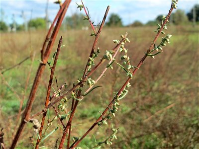 Feld-Beifuß (Artemisia campestris) im Naturschutzgebiet Gewann Frankreich-Wiesental
