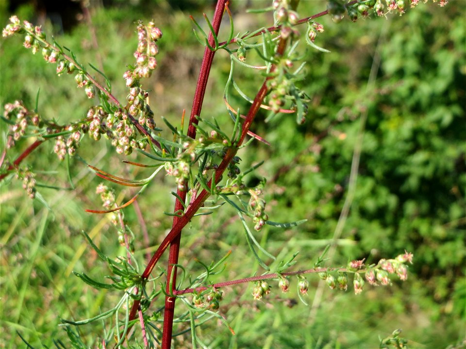 Der eher seltene Feld-Beifuß (Artemisia campestris) am „Wingertsbuckel“ bei Oftersheim