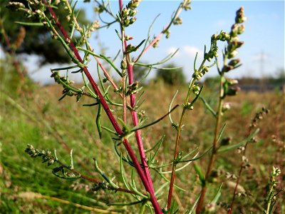 Der eher seltene Feld-Beifuß (Artemisia campestris) am „Wingertsbuckel“ bei Oftersheim