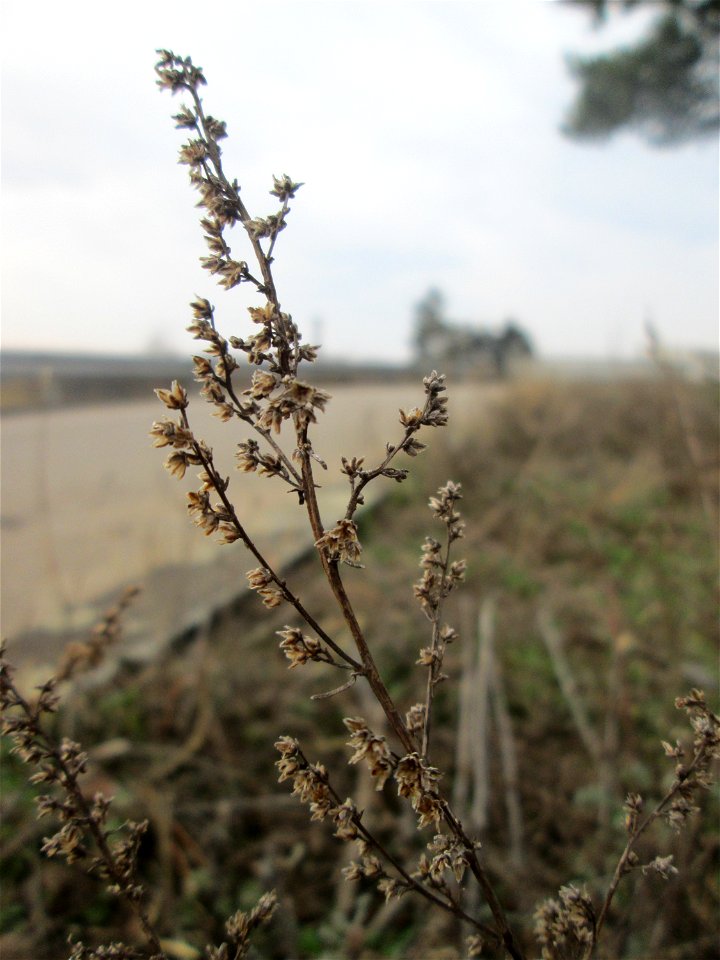 Der eher seltene Feld-Beifuß (Artemisia campestris) am „Wingertsbuckel“ bei Oftersheim