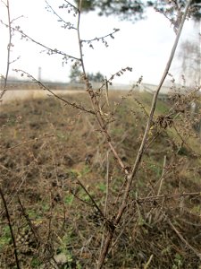 Der eher seltene Feld-Beifuß (Artemisia campestris) am „Wingertsbuckel“, einem Ausläufer der Oftersheimer Dünen