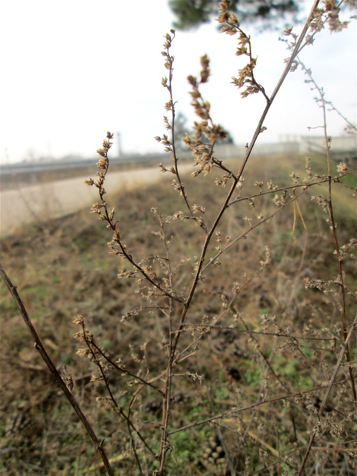 Der eher seltene Feld-Beifuß (Artemisia campestris) am „Wingertsbuckel“, einem Ausläufer der Oftersheimer Dünen