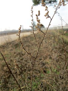 Der eher seltene Feld-Beifuß (Artemisia campestris) am „Wingertsbuckel“, einem Ausläufer der Oftersheimer Dünen