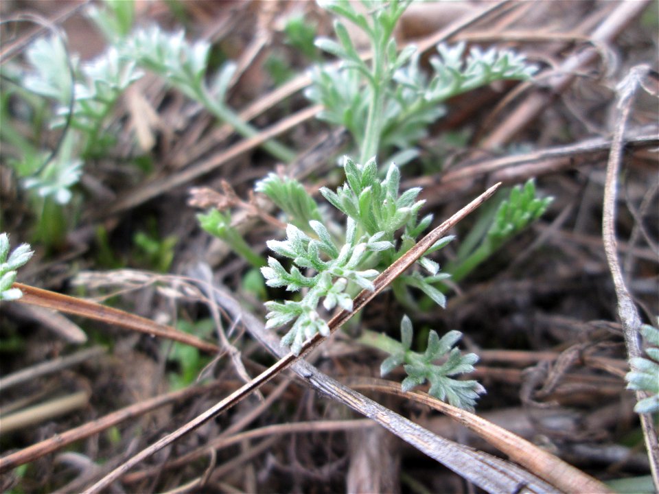 Der eher seltene Feld-Beifuß (Artemisia campestris) am „Wingertsbuckel“, einem Ausläufer der Oftersheimer Dünen