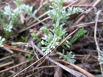 Der eher seltene Feld-Beifuß (Artemisia campestris) am „Wingertsbuckel“, einem Ausläufer der Oftersheimer Dünen