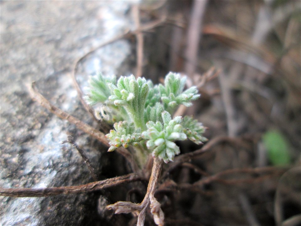 Der eher seltene Feld-Beifuß (Artemisia campestris) am „Wingertsbuckel“, einem Ausläufer der Oftersheimer Dünen