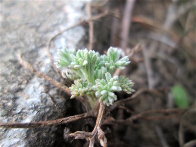 Der eher seltene Feld-Beifuß (Artemisia campestris) am „Wingertsbuckel“, einem Ausläufer der Oftersheimer Dünen