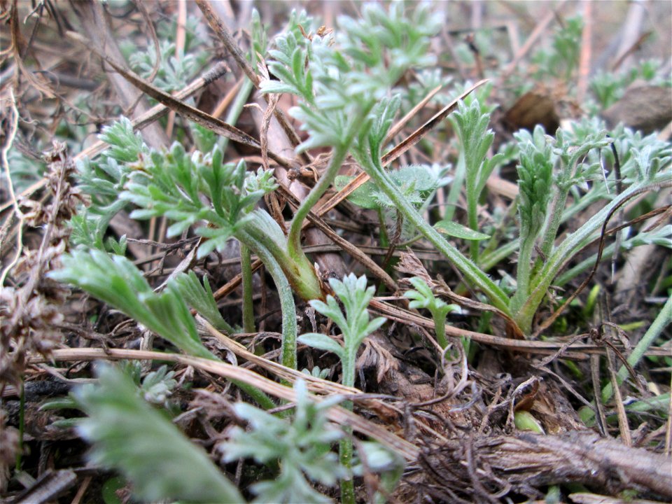 Der eher seltene Feld-Beifuß (Artemisia campestris) am „Wingertsbuckel“, einem Ausläufer der Oftersheimer Dünen