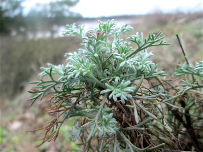 Der eher seltene Feld-Beifuß (Artemisia campestris) am „Wingertsbuckel“ bei Oftersheim, einer kleinen Binnendüne ausserhalb vom Natur- und Landschaftsschutzgebiet „Oftersheimer Dünen“