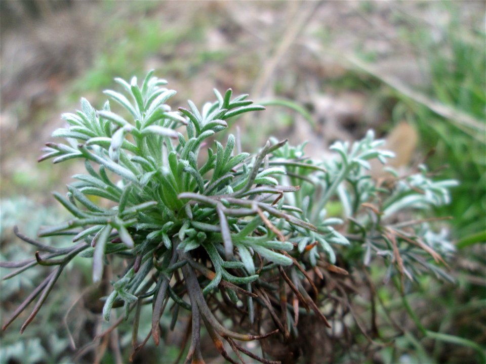 Der eher seltene Feld-Beifuß (Artemisia campestris) am „Wingertsbuckel“ bei Oftersheim, einer kleinen Binnendüne ausserhalb vom Natur- und Landschaftsschutzgebiet „Oftersheimer Dünen“