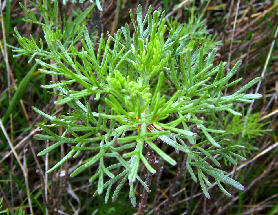 Artemisia campestris in the ild, Castelltallat, Catalonia