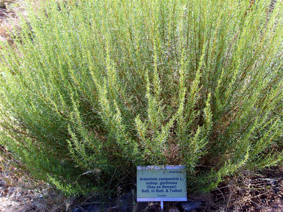 Artemisia campestris subsp. glutinosa habit, Sierra Nevada, Spain