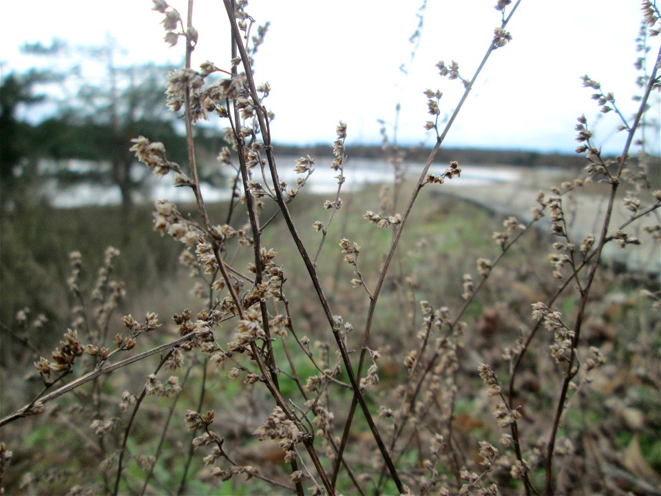 Der eher seltene Feld-Beifuß (Artemisia campestris) am „Wingertsbuckel“ bei Oftersheim, einer kleinen Binnendüne ausserhalb vom Natur- und Landschaftsschutzgebiet „Oftersheimer Dünen“