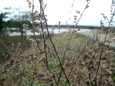 Der eher seltene Feld-Beifuß (Artemisia campestris) am „Wingertsbuckel“ bei Oftersheim, einer kleinen Binnendüne ausserhalb vom Natur- und Landschaftsschutzgebiet „Oftersheimer Dünen“
