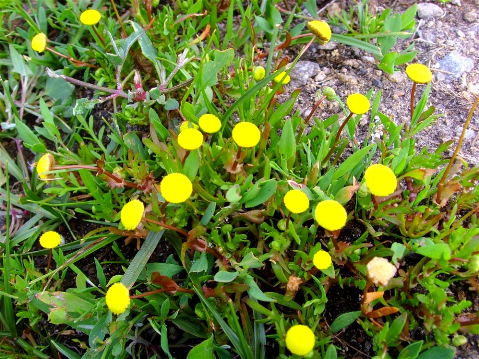 Corula coronopifolia (Île Fédrun, St-Joachim, Loire-Atlantique, Bretagne, France)