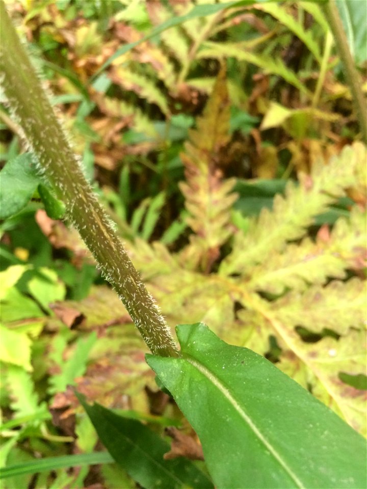 swamp aster (Symphyotrichum puniceum)