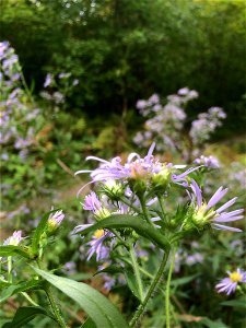 swamp aster (Symphyotrichum puniceum)