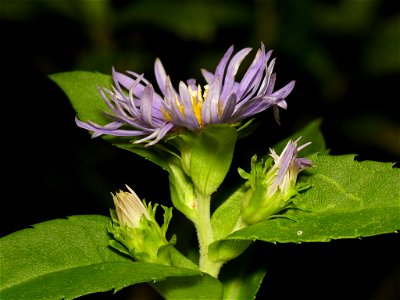 swamp aster (Symphyotrichum puniceum)