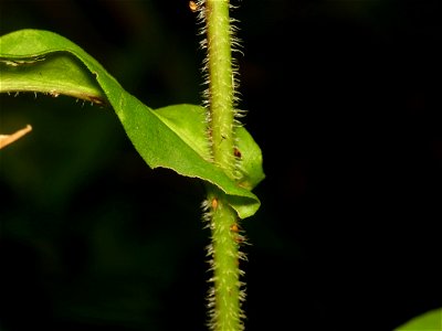 swamp aster (Symphyotrichum puniceum)