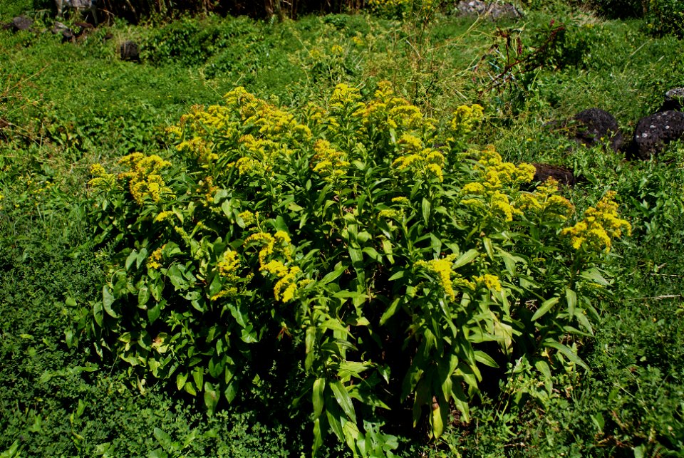 Solidago sempervirens também conhecida pelo nome de Cubres, Fajã Rasa, Toledo, costa Norte da ilha de São Jorge, Velas, Açores