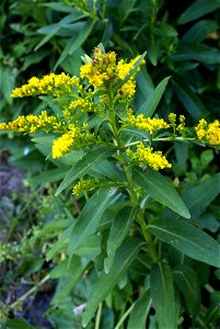 Seaside Goldenrod (Solidago sempervirens L.), the "flower of Cubres", in the Fajã dos Cubres, civil parish of Ribeira Seca, municipality of Calheta (Azores), Portugal photo